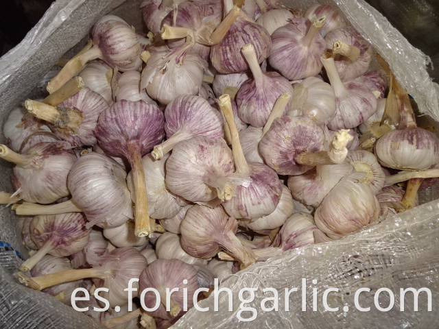 Best Quality Normal White Garlic